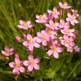 Centuary (Centaurium erythraea)